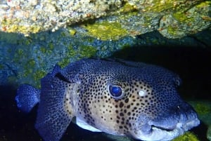 テネリフェ島：アバデスビーチ初心者向けダイビング体験