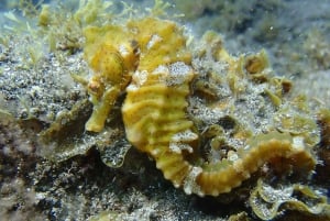 テネリフェ島：アバデスビーチ初心者向けダイビング体験