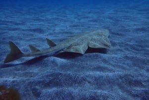 テネリフェ島：アバデスビーチ初心者向けダイビング体験