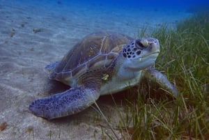 テネリフェ島：アバデスビーチ初心者向けダイビング体験