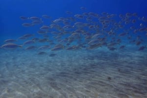 テネリフェ島：アバデスビーチ初心者向けダイビング体験