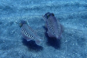 テネリフェ島：アバデスビーチ初心者向けダイビング体験