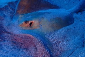 テネリフェ島：アバデスビーチ初心者向けダイビング体験