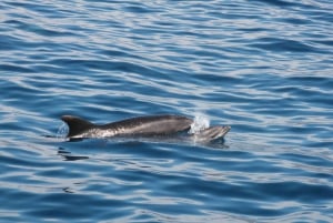 Tenerife: Accessible Cruise with Turtles, Dolphins & Whales