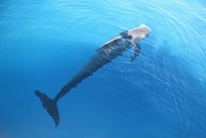 テネリフェ：カメ、イルカ、クジラと出会えるアクセシブルクルーズ