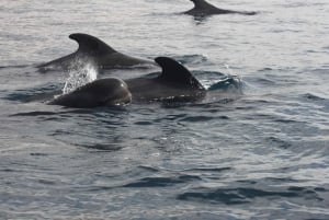 テネリフェ：カメ、イルカ、クジラと出会えるアクセシブルクルーズ