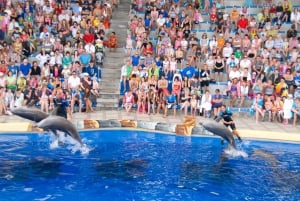 Costa Adeje: Aqualand Water Park Ticket with Dolphin Show