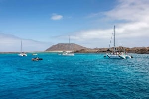 テネリフェ島：大人限定のホエール＆イルカ観察カタマランクルーズをお楽しみください