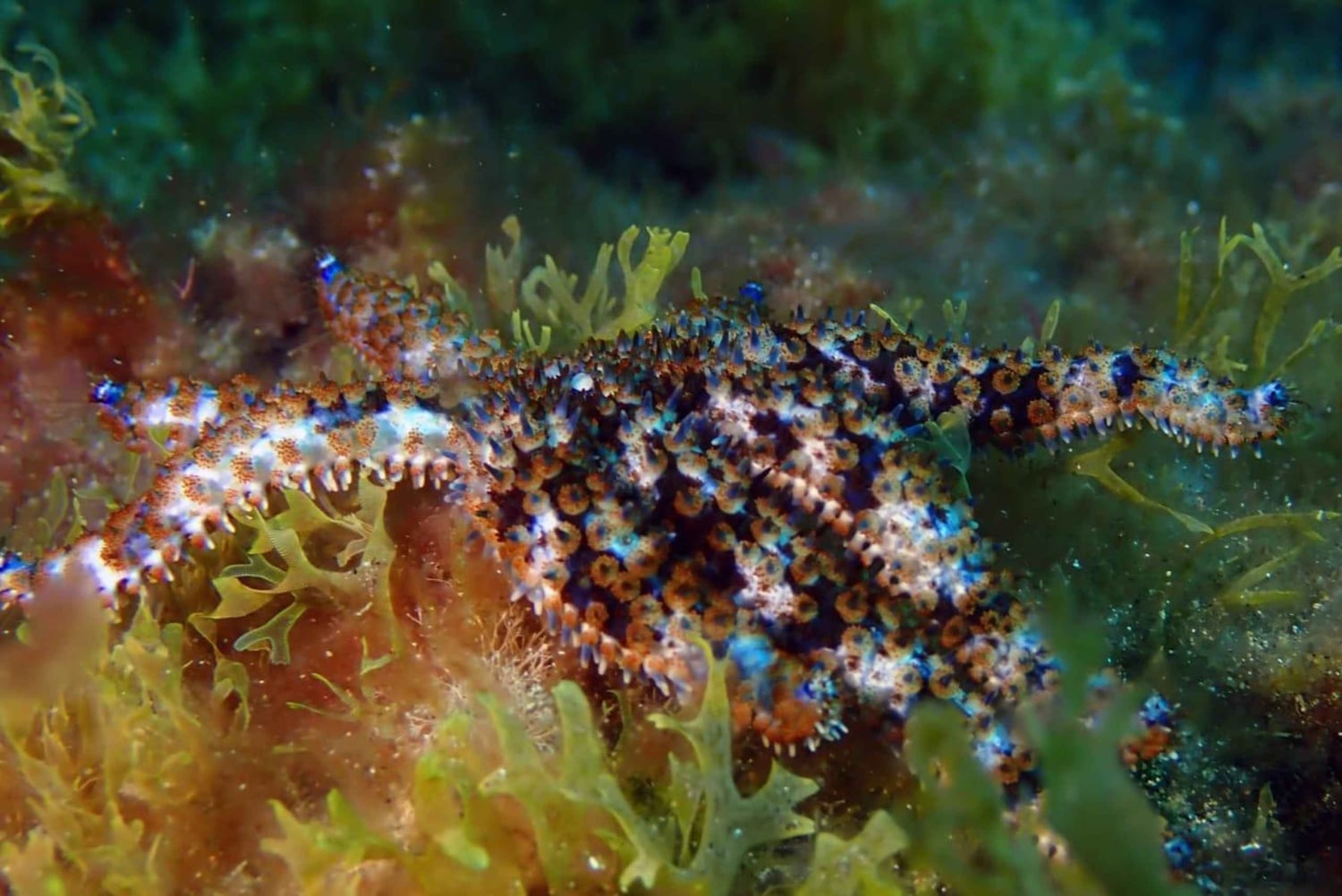 Tenerife: tour guidato di snorkeling ad Alcalá