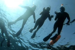 Tenerife: Alcalá Guided Snorkeling Tour