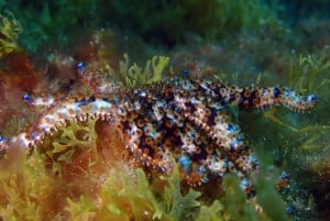 Tenerife: Alcalá Guided Snorkeling Tour