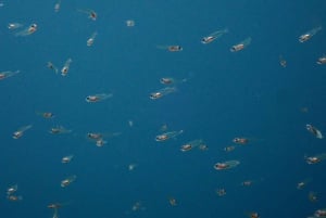 Tenerife: Alcalá Guided Snorkeling Tour