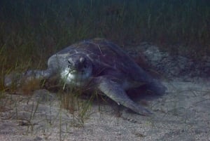 Tenerife: Alcalá Guided Snorkeling Tour