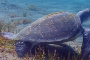 Tenerife: Alcalá Guided Snorkeling Tour