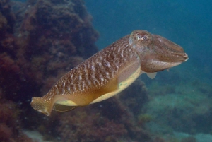 Tenerife: tour guidato di snorkeling ad Alcalá