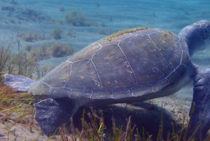 Tenerife: tour guidato di snorkeling ad Alcalá