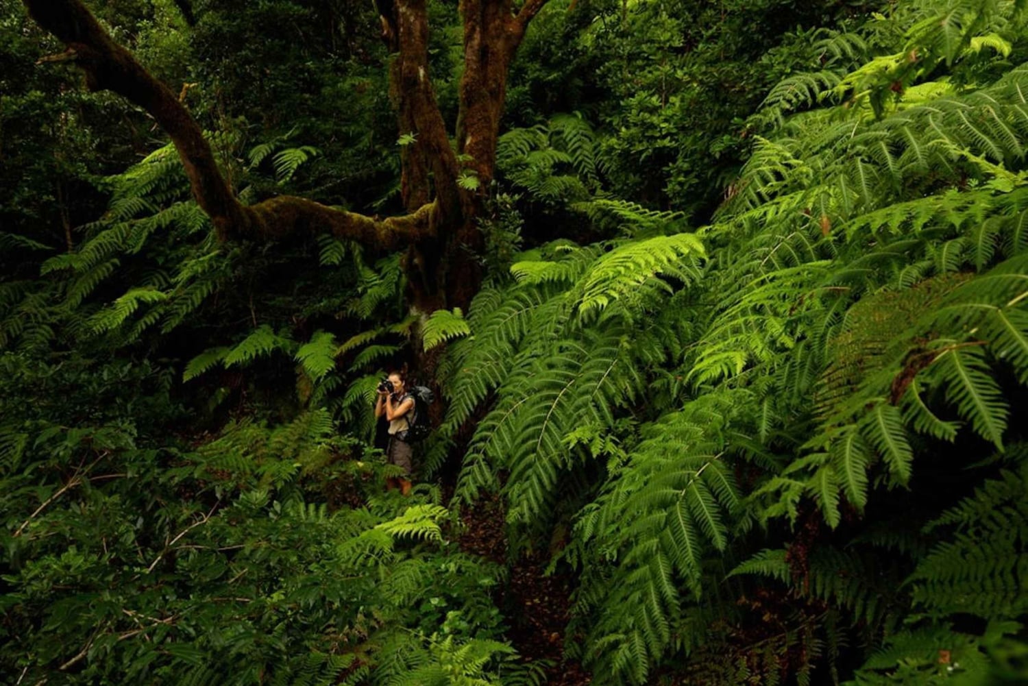 Тенерифе: Анага и Ла-Лагуна VIP-тур