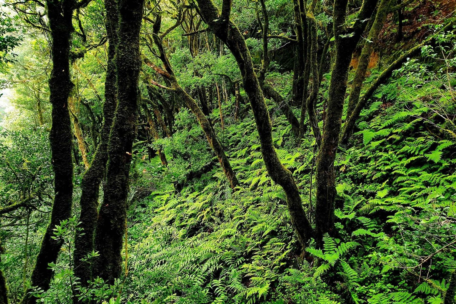 Tenerife: Anaga Hiking