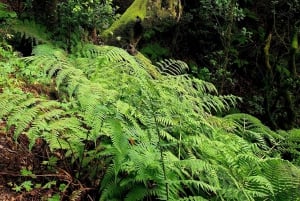 Tenerife: Anaga Hiking