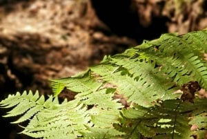 Tenerife: Anaga Hiking