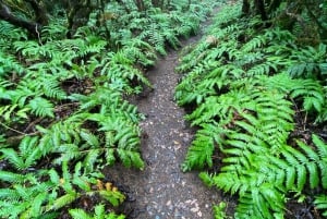 Tenerife: Anaga Hiking