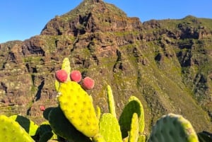 Tenerife: Ruta de Senderismo por las Montañas de Anaga y la Selva de Laurisilva