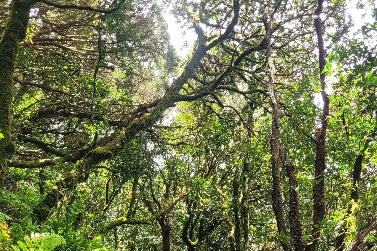 テネリフェ島アナガ山脈：月桂樹の森を巡る周遊ハイキング – 少人数グループ（最大10名）