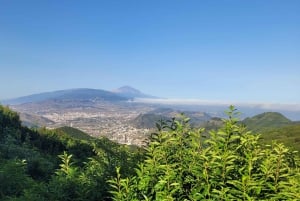 テネリフェ島アナガ山脈：月桂樹の森を巡る周遊ハイキング – 少人数グループ（最大10名）