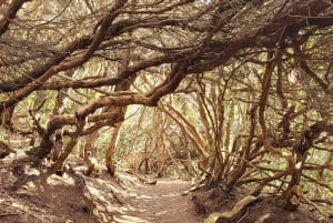 テネリフェ島アナガ山脈：月桂樹の森を巡る周遊ハイキング – 少人数グループ（最大10名）