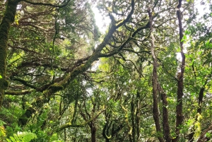 テネリフェ島アナガ山脈：月桂樹の森を巡る周遊ハイキング – 少人数グループ（最大10名）