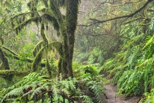 テネリフェ島アナガ山脈：月桂樹の森を巡る周遊ハイキング – 少人数グループ（最大10名）
