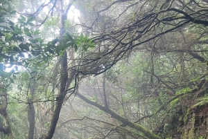 テネリフェ島アナガ山脈：月桂樹の森を巡る周遊ハイキング – 少人数グループ（最大10名）