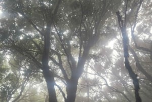 テネリフェ島アナガ山脈：月桂樹の森を巡る周遊ハイキング – 少人数グループ（最大10名）