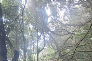 テネリフェ島アナガ山脈：月桂樹の森を巡る周遊ハイキング – 少人数グループ（最大10名）