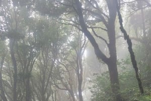 テネリフェ島アナガ山脈：月桂樹の森を巡る周遊ハイキング – 少人数グループ（最大10名）