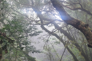 テネリフェ島アナガ山脈：月桂樹の森を巡る周遊ハイキング – 少人数グループ（最大10名）