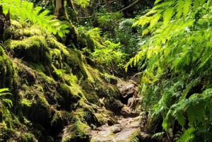 Tenerife Anaga Mountains: Circular hike through the Taganana Valley - small group max. 10