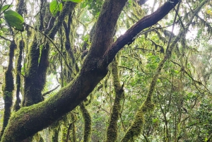 Tenerife Anaga Mountains: Circular hike through the Taganana Valley - small group max. 10