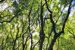 Tenerife Anaga Mountains: Circular hike through the Taganana Valley - small group max. 10
