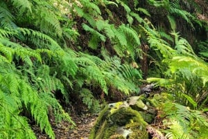 Tenerife Anaga Mountains: Circular hike through the Taganana Valley - small group max. 10