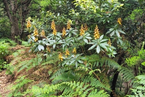 Tenerife Anaga Mountains: Circular hike through the Taganana Valley - small group max. 10