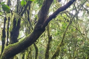 Teneriffa Anagan vuoristo: Tagananan laakson kierrosretki – pienryhmä, enintään 10 henkilöä