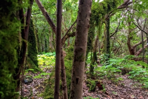 Teneriffa: Anaga Rural Parkin yksityinen kiertue