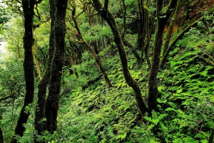 Tenerife: Barranco de los Arcos - Canyoning em Tenerife