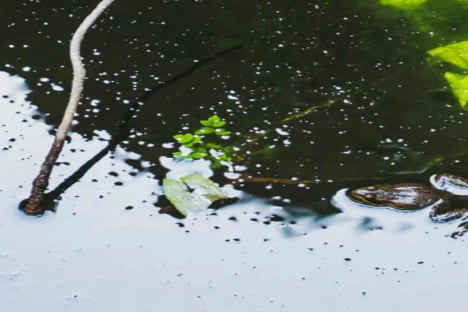 Tenerife: Barranco del Infierno Guided Hike + Views on Adeje