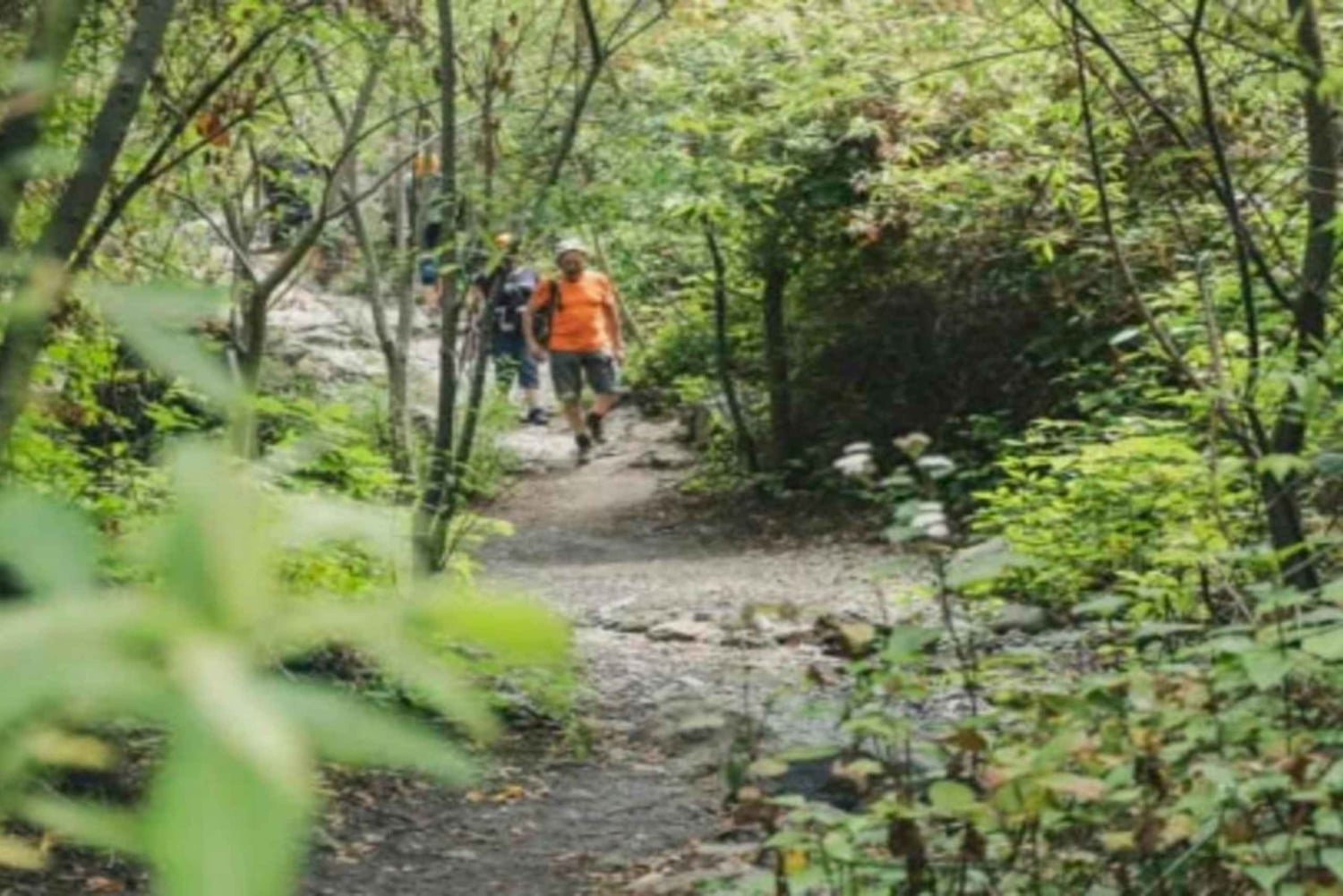 Tenerife: Barranco del Infierno Guided Hike + Views on Adeje