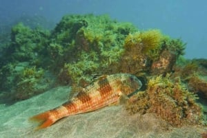 Tenerife: Basic Diver Program w/2 Dives