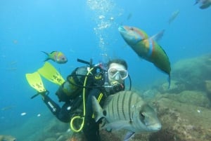 Tenerife: Beginners Scuba Dive in Puerto Colon Turtle Area