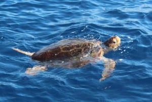 Tenerife: Beneteau Oceanis 45 Leila Sailing Tour