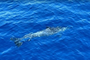 Tenerife: Beneteau Oceanis 45 Leila Sailing Tour